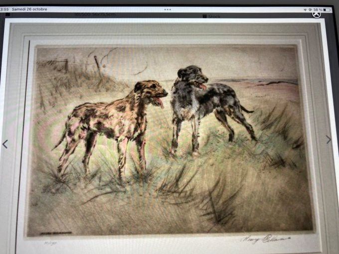 Chiens à l arrêt Henry Wilkinson. Lithographié